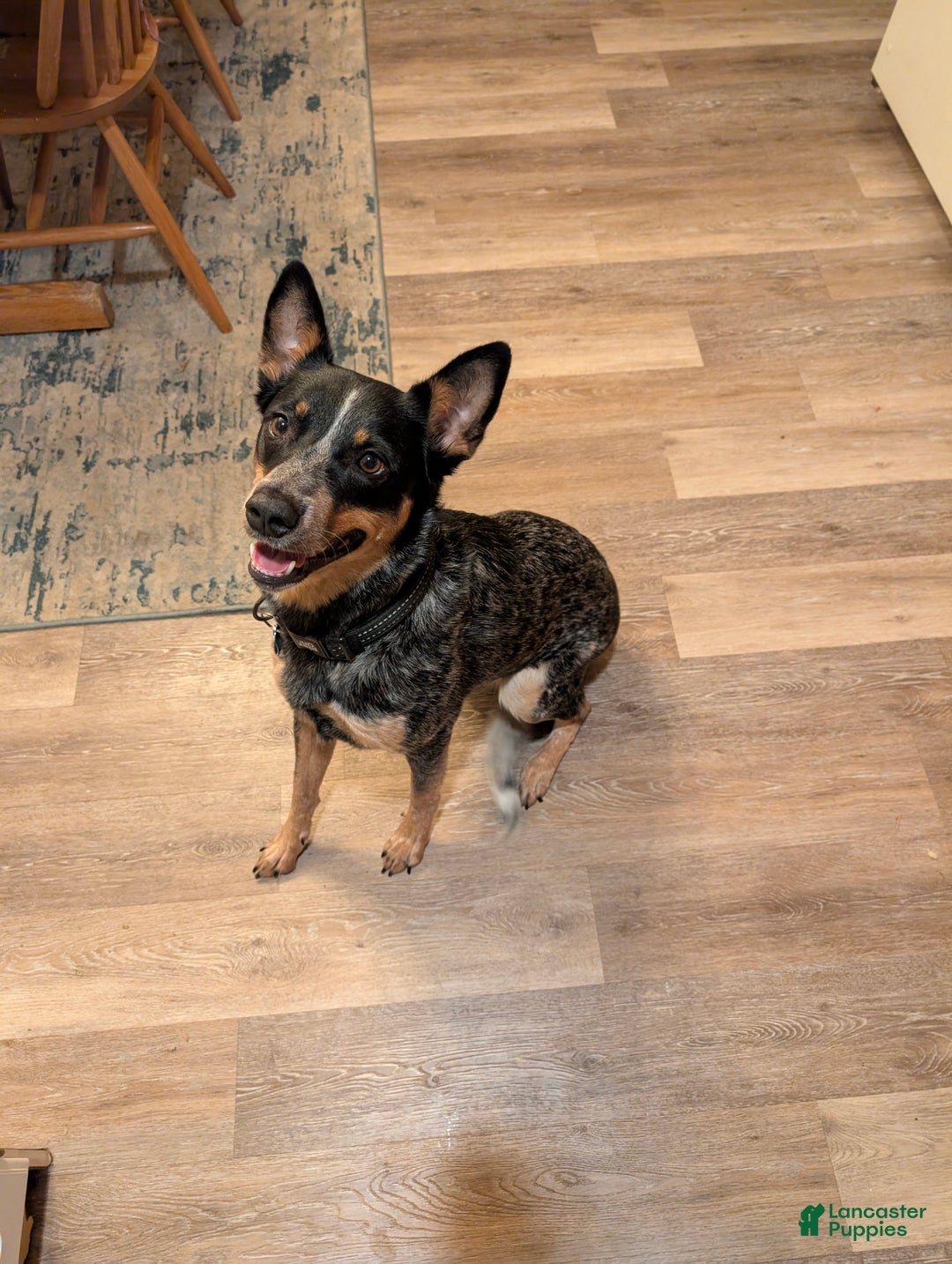 Australian Cattle Dog dogs for sale: Nyla - Ad 2