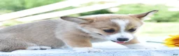Welsh Corgi Pembroke dogs for sale: Carli - Ad 7