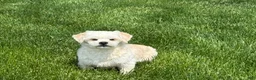 Lhasa Apso dogs for sale: Joey - Ad 7