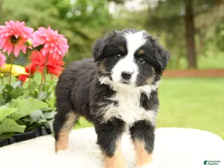 Miniature Australian Shepherd dogs for sale: Shasta - Ad 1