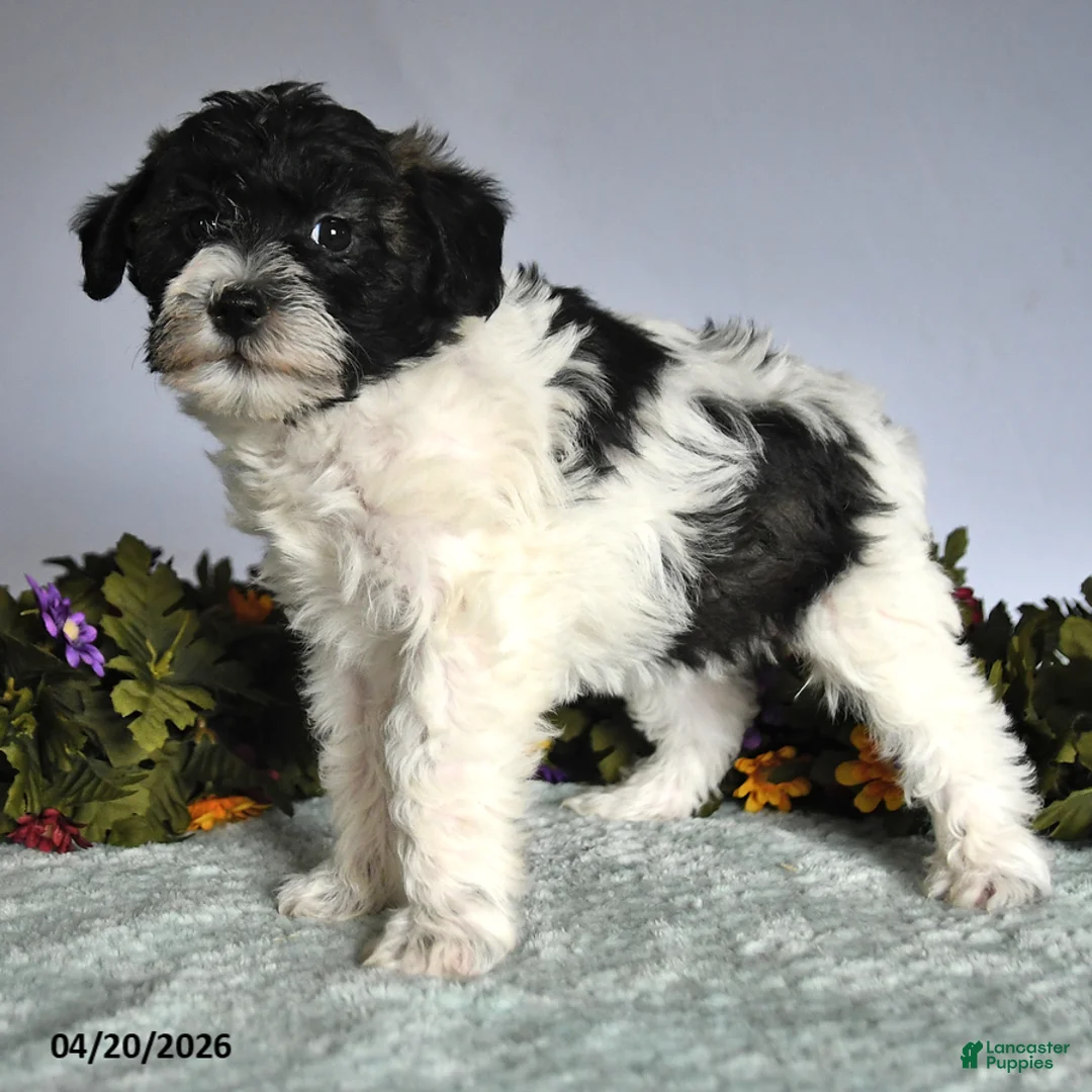 Mixed Breed dogs for sale: Paula - Ad 3