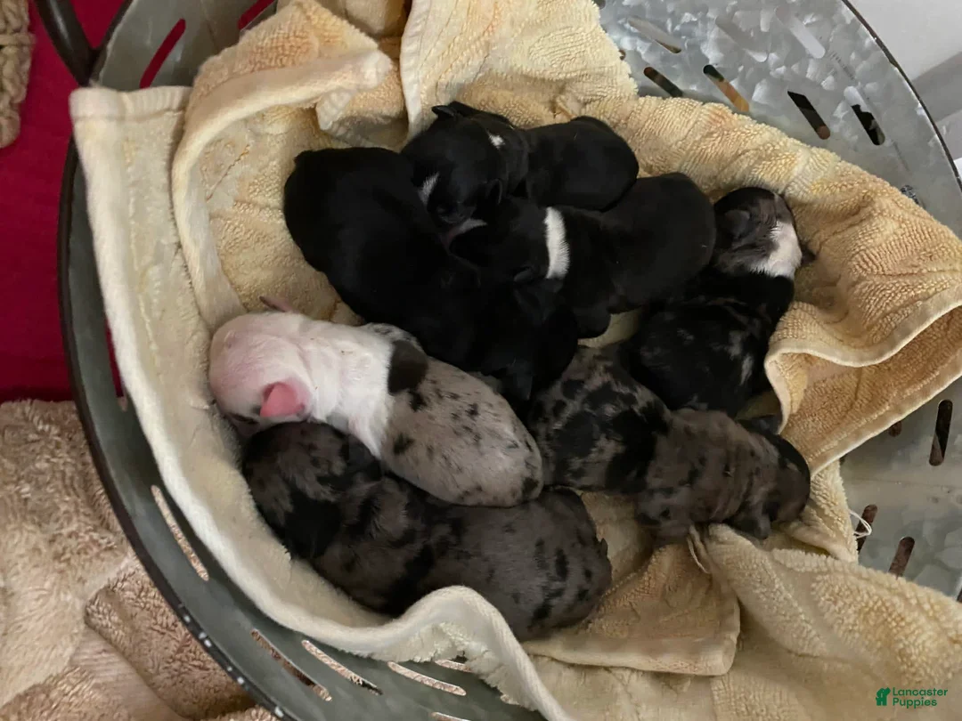 Gallery Image {{count}}