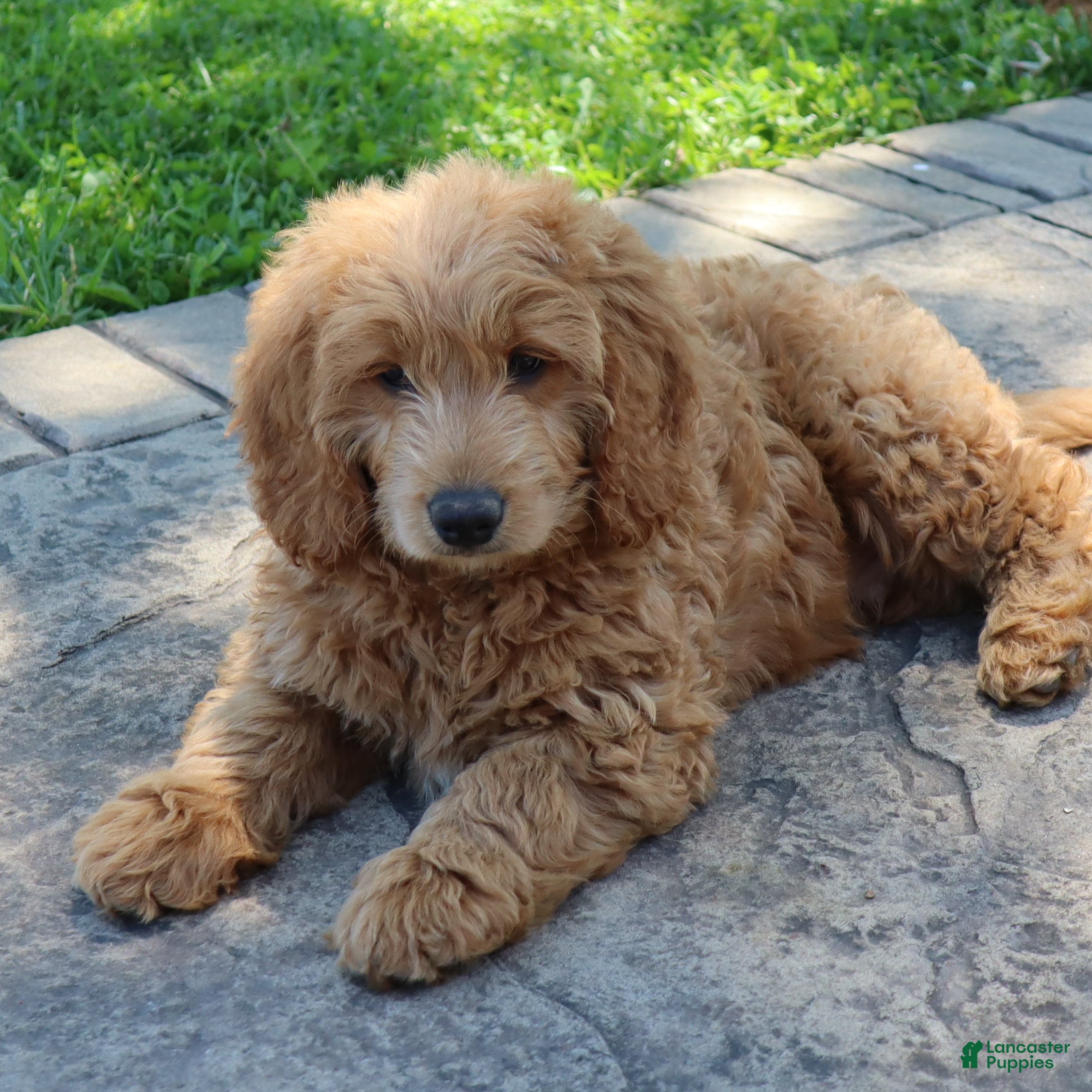 Mini Goldendoodle dogs Tyson - Ad 2