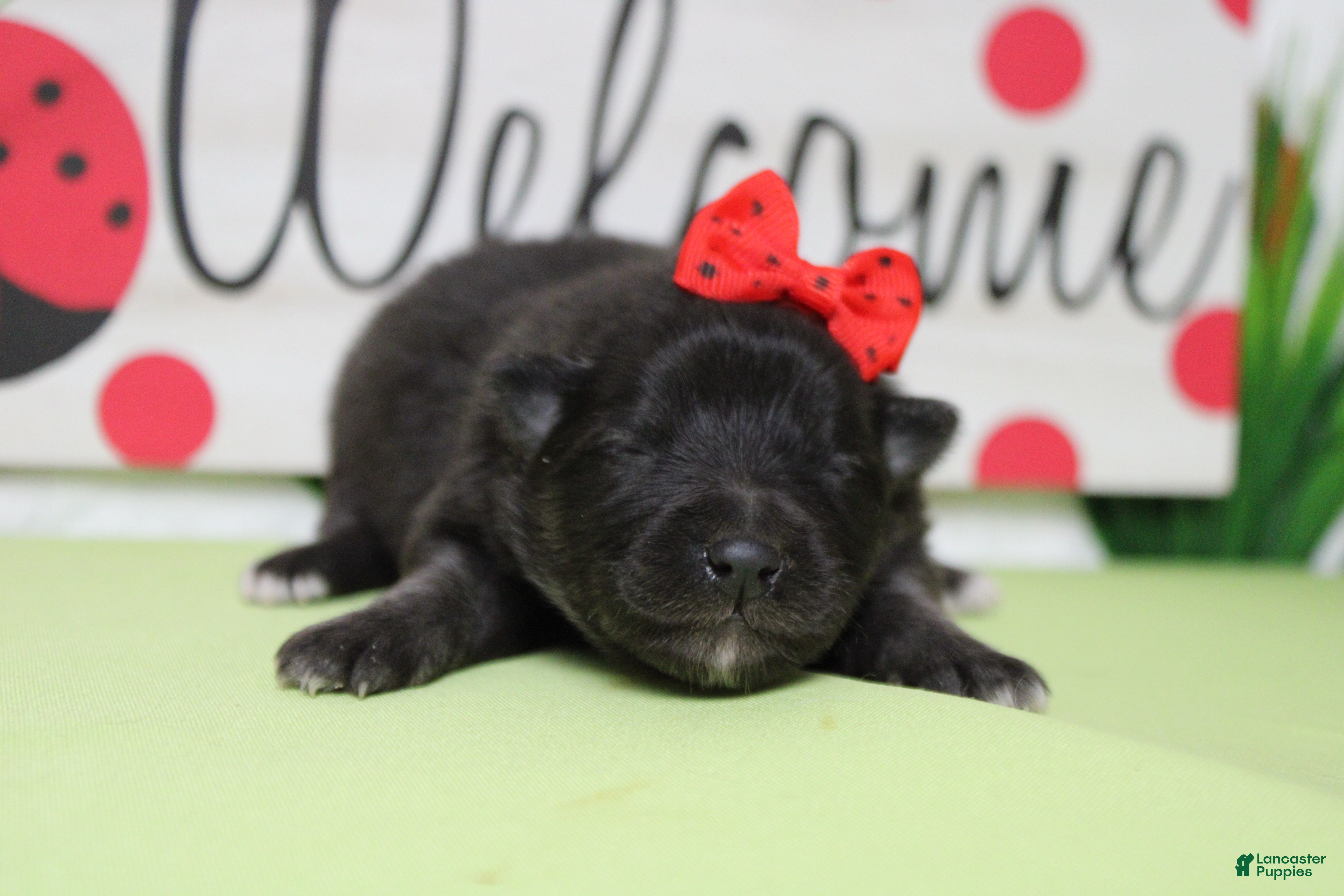 Keeshond dogs Elsa  - Ad 5