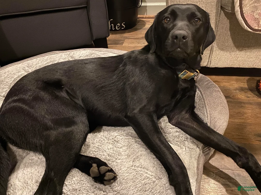 Labrador Retriever dogs for sale: Bear - Ad 5