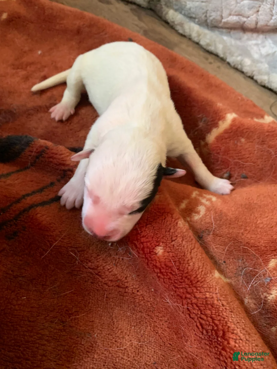 American Pit Bull Terrier dogs for sale: American Pit Bull Terrier Puppy 10 - Ad 7