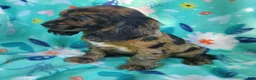Cocker Spaniel dogs for sale: Dylan - Ad 4