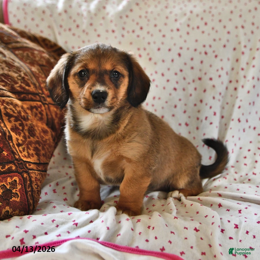 Miniature Dachshund dogs Paisley - Ad 1