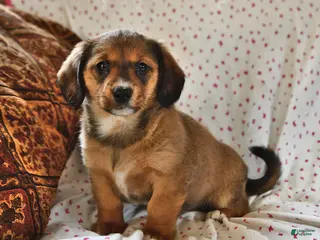 Miniature Dachshund dogs for sale: Paisley - Ad 4