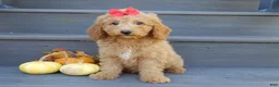 Mini Goldendoodle dogs for sale: Zara - Ad 6
