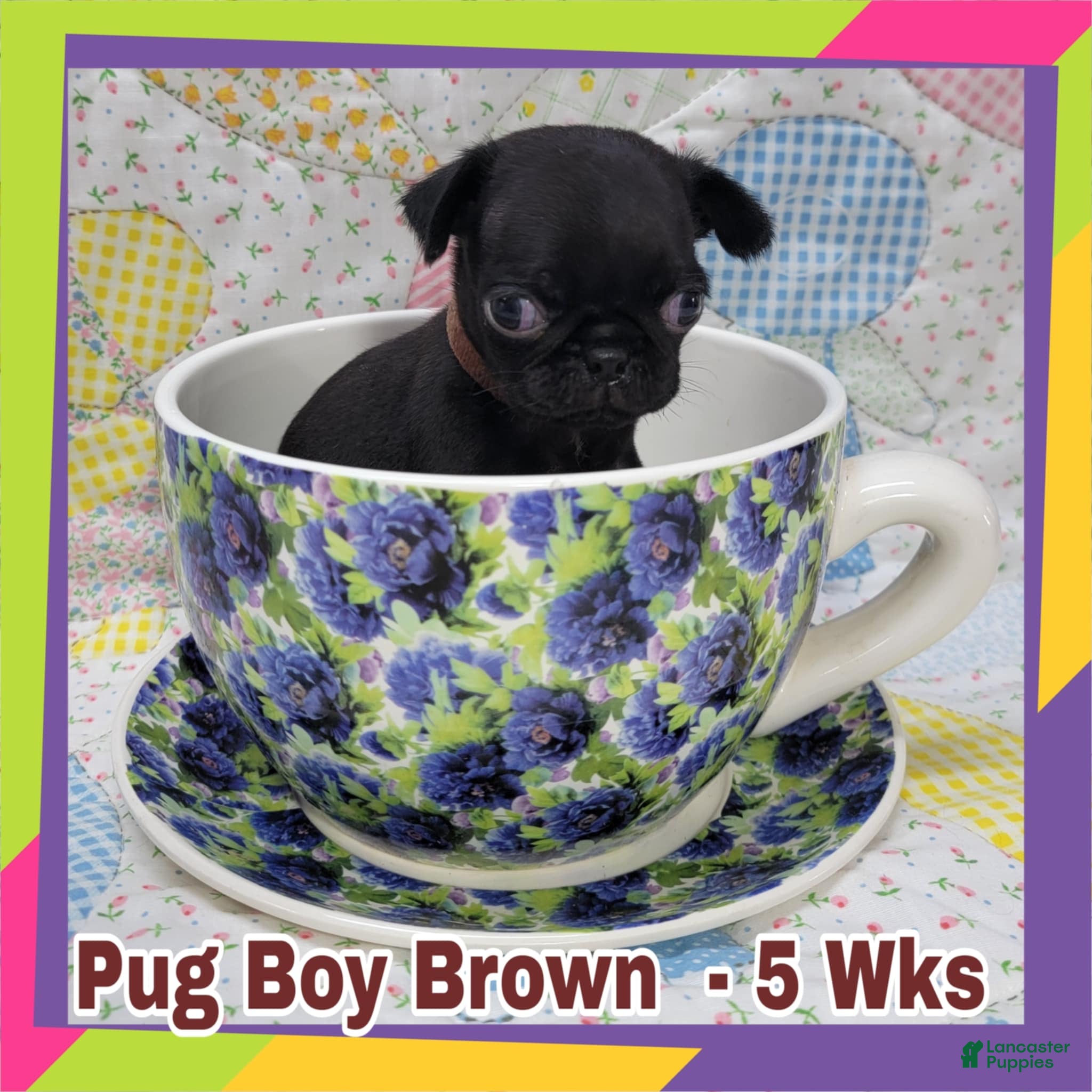 Pug dogs Pug Puppy Boy Brown - Ad 15