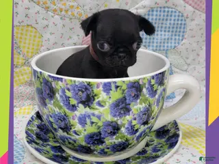 Pug dogs Pug Puppy Boy Brown - Ad 15