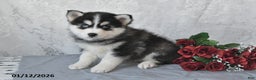 Pomsky dogs for sale: Adrian - Ad 2