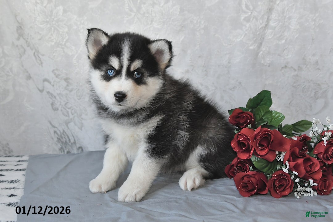 Pomsky dogs for sale: Adrian - Ad 2