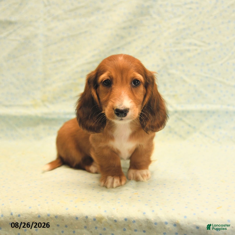 Dachshund dogs Larry - Ad 2