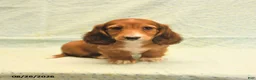 Dachshund dogs for sale: Larry - Ad 2