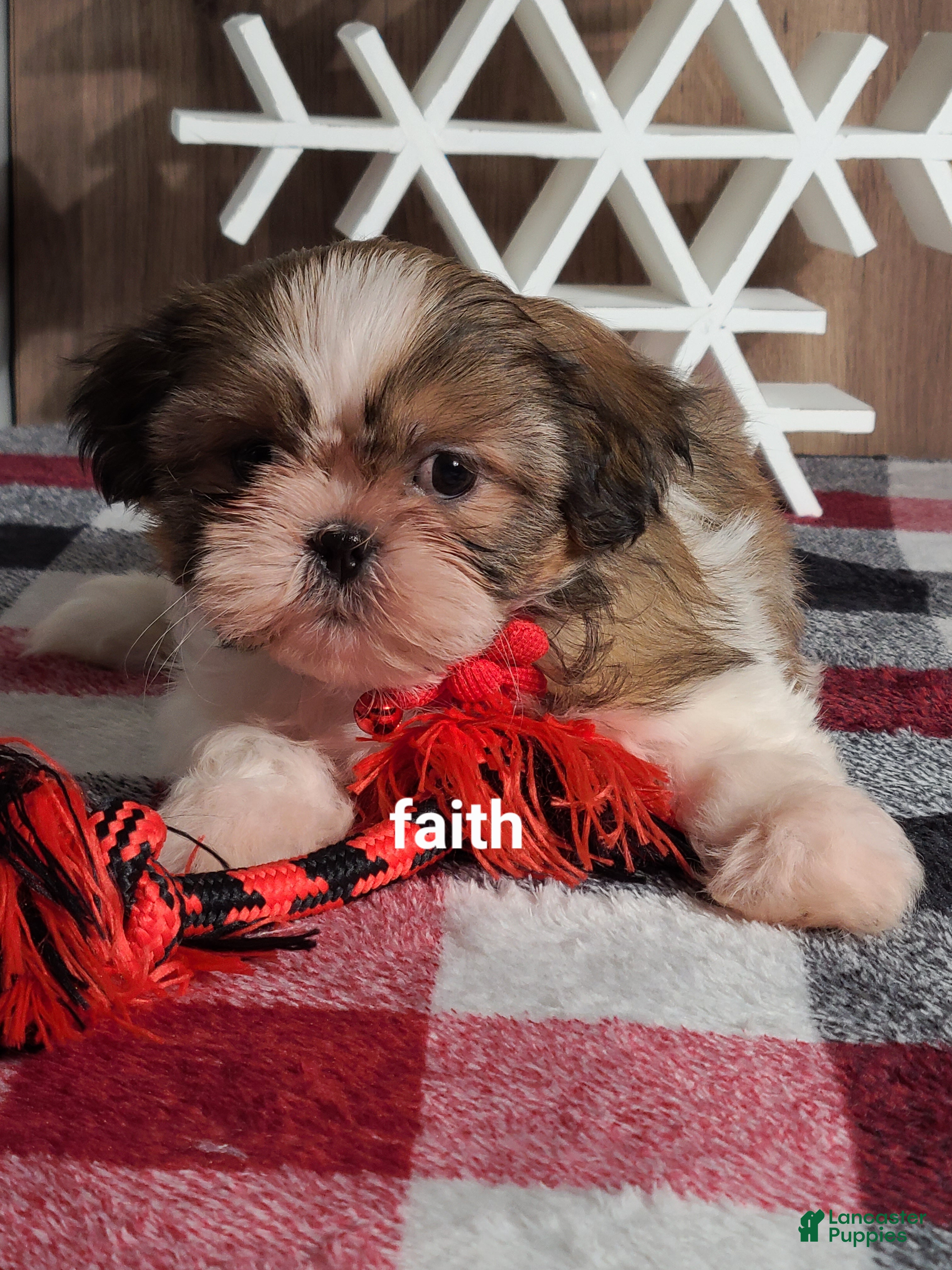Shih Tzu dogs Faith  - Ad 19
