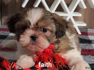 Shih Tzu dogs Faith - Ad 19