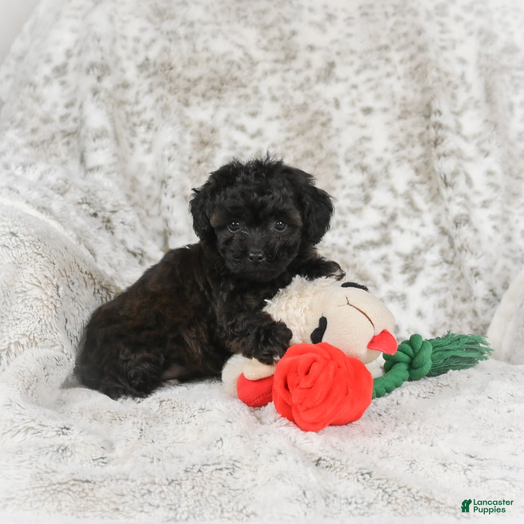 Cavapoo dogs Tulip - Ad 1