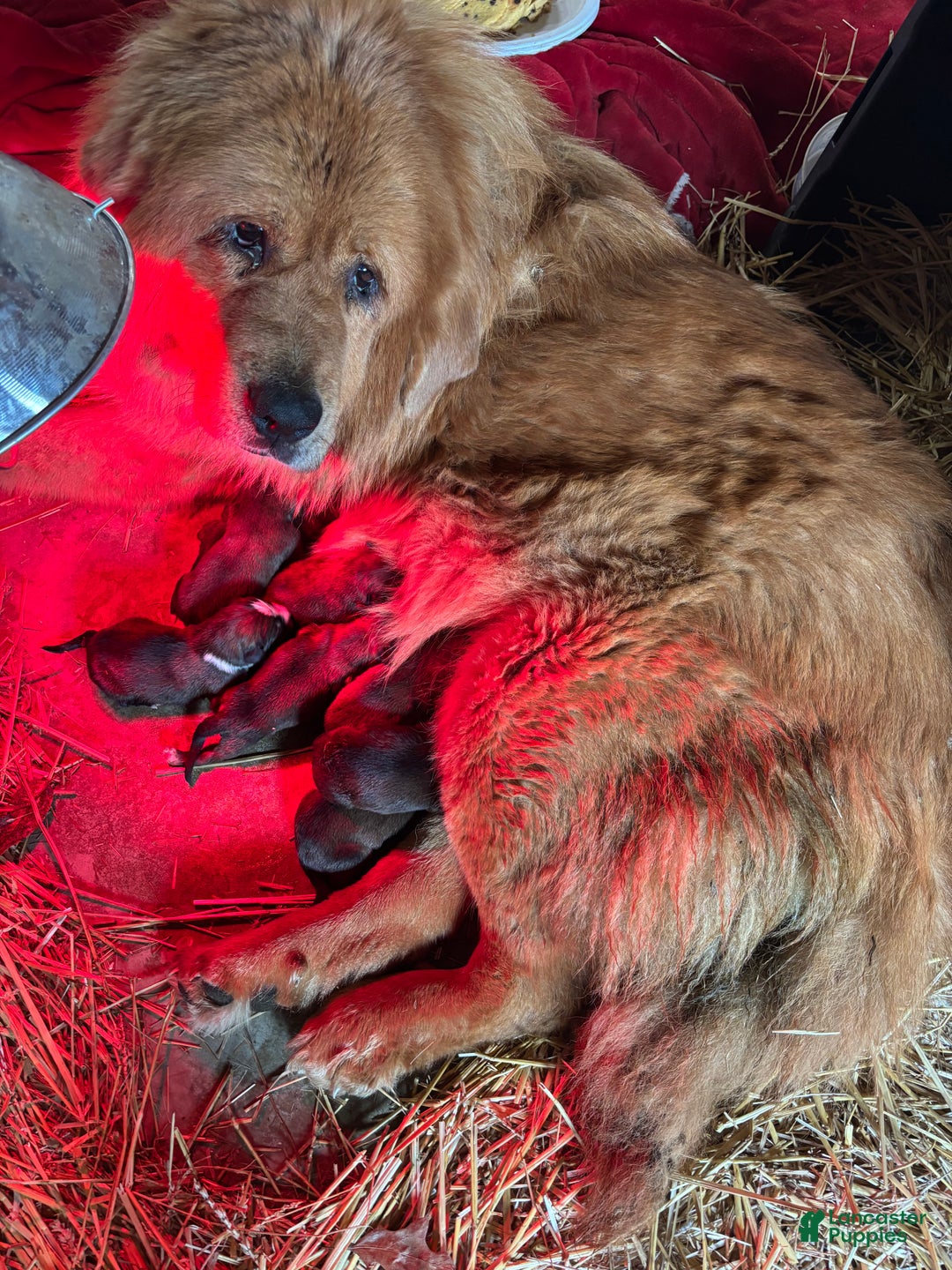 Mixed Breed dogs for sale: Tibetan Mastiff/Bernese Mountain Dog Male 2 - Ad 27