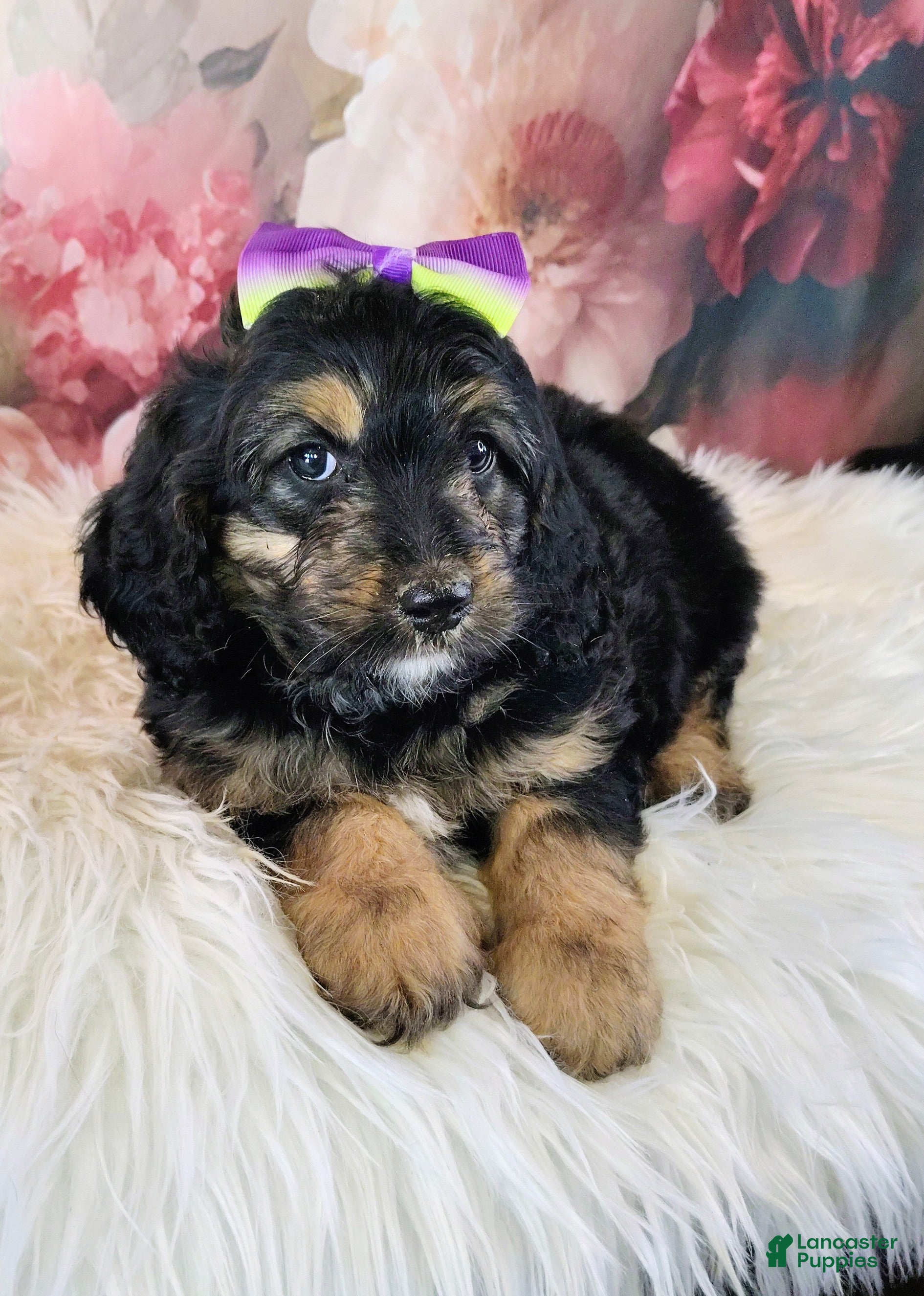 Saint Berdoodles dogs Loreth F1b Mini Saint Berdoodle - Ad 2