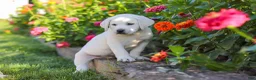 Labrador Retriever dogs for sale: Stormy - Ad 14