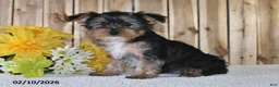 Yorkshire Terrier dogs for sale: Jordan - Ad 2