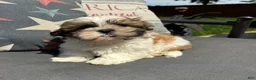 Teddy Bear dogs for sale: Stew - Ad 2