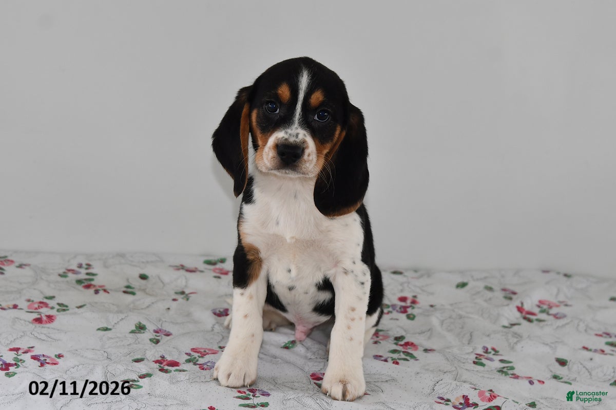 Beagle dogs Bandit - Ad 33