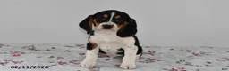 Beagle dogs for sale: Bandit - Ad 1