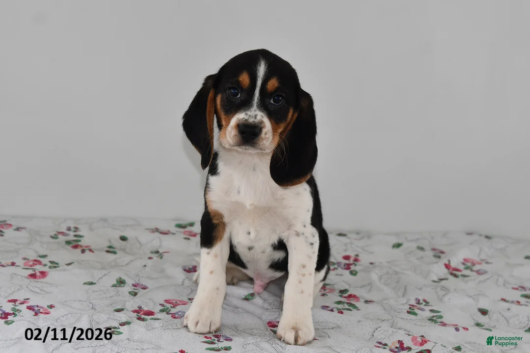 Beagle dogs for sale: Bandit - Ad 1