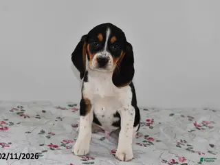 Beagle dogs Bandit - Ad 33