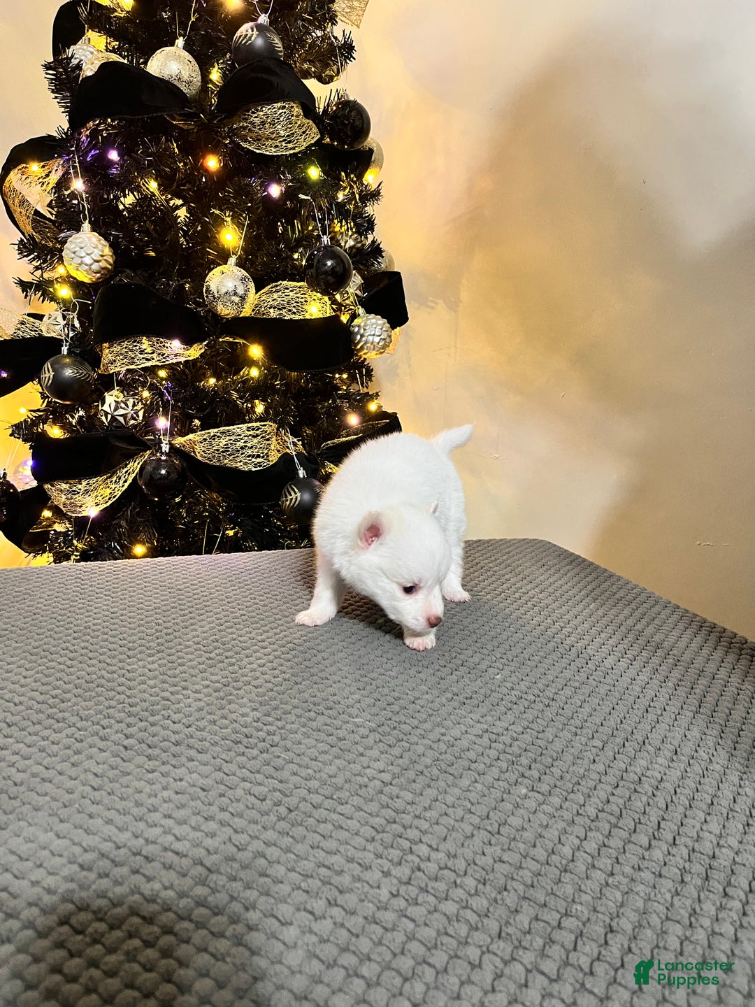 Pomsky dogs for sale: Snow White - Ad 2