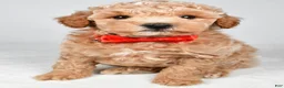 Miniature Poodle dogs for sale: Benny - Ad 6