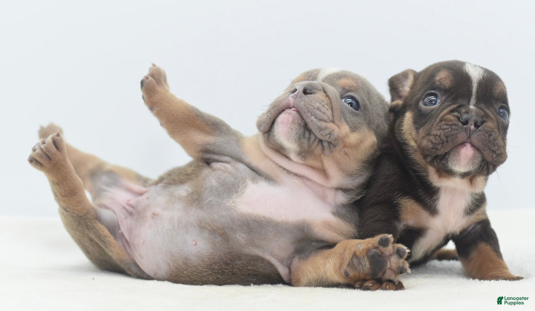 Mixed Breed dogs for sale: Kong micro bully hybrid  - Ad 16