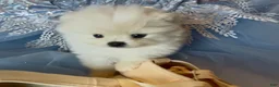 Pomeranian dogs for sale: Blossom - Ad 15