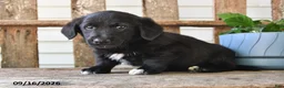 Mixed Breed dogs for sale: Scott - Ad 4