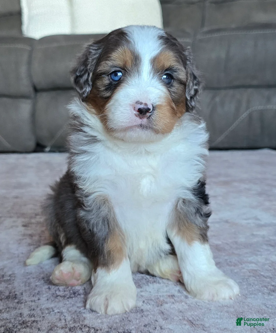 Mini Bernedoodle dogs for sale: Mini Oscar - Ad 1