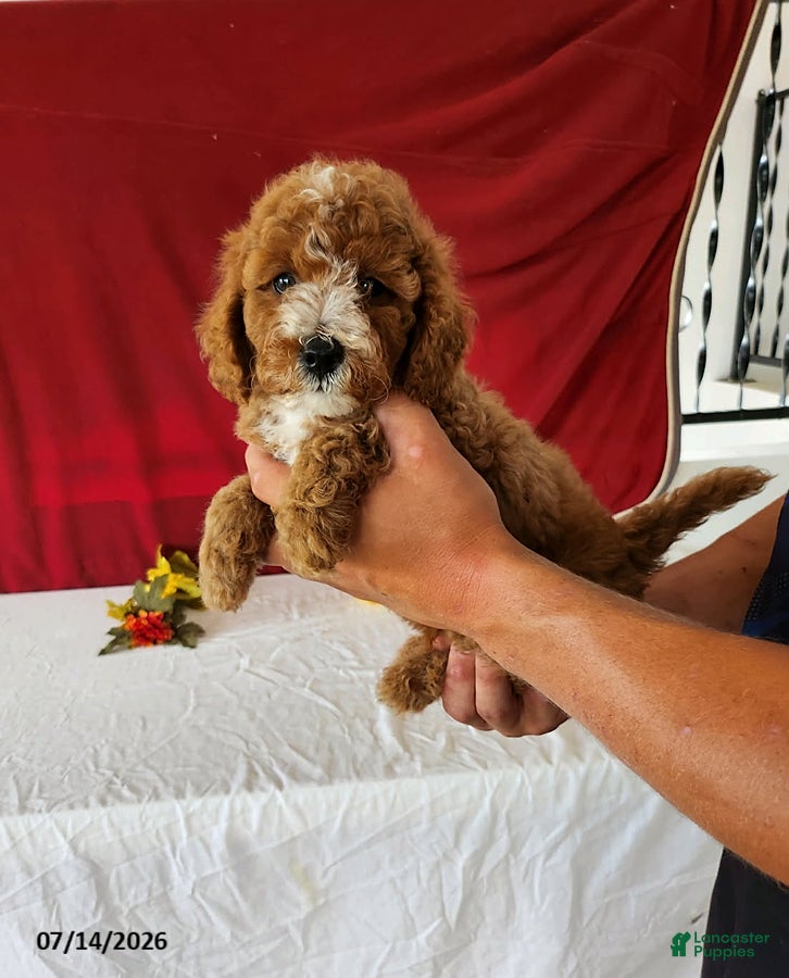 Mini Goldendoodle dogs Rusty - Ad 1