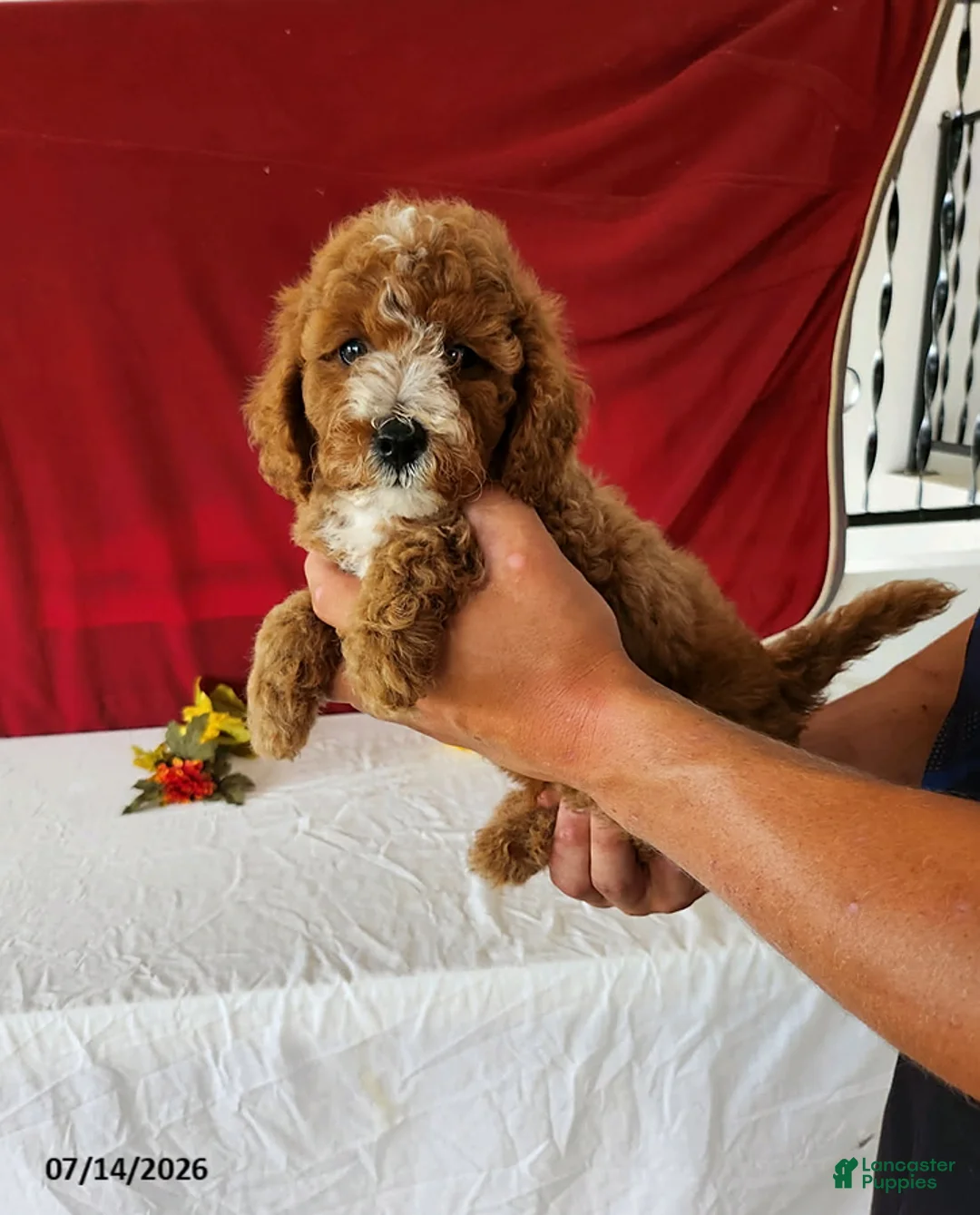 Mini Goldendoodle dogs for sale: Rusty - Ad 1