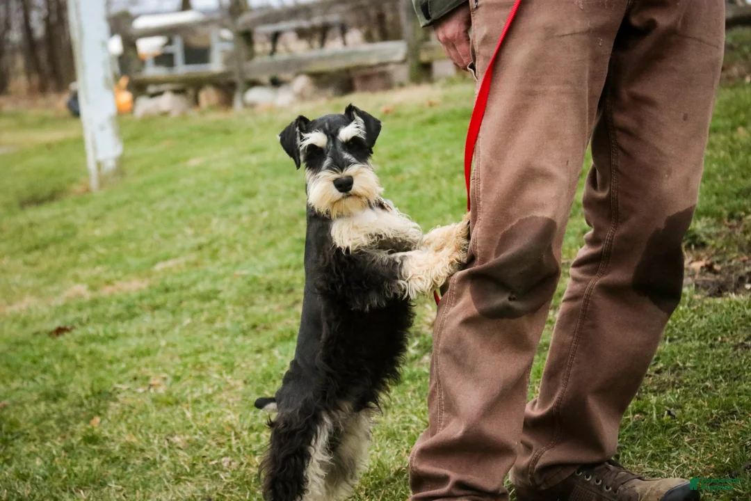Miniature Schnauzer dogs for sale: Johann - Ad 5