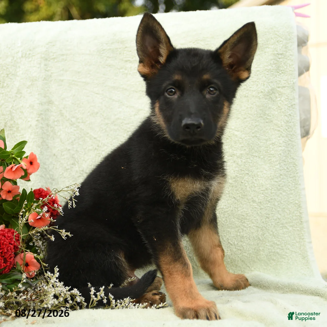 German Shepherd dogs for sale: Wilhelm  - Ad 3