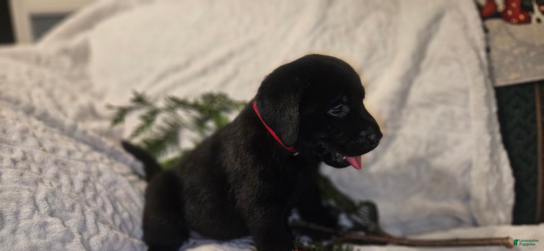 Labrador Retriever dogs for sale: River - Ad 2
