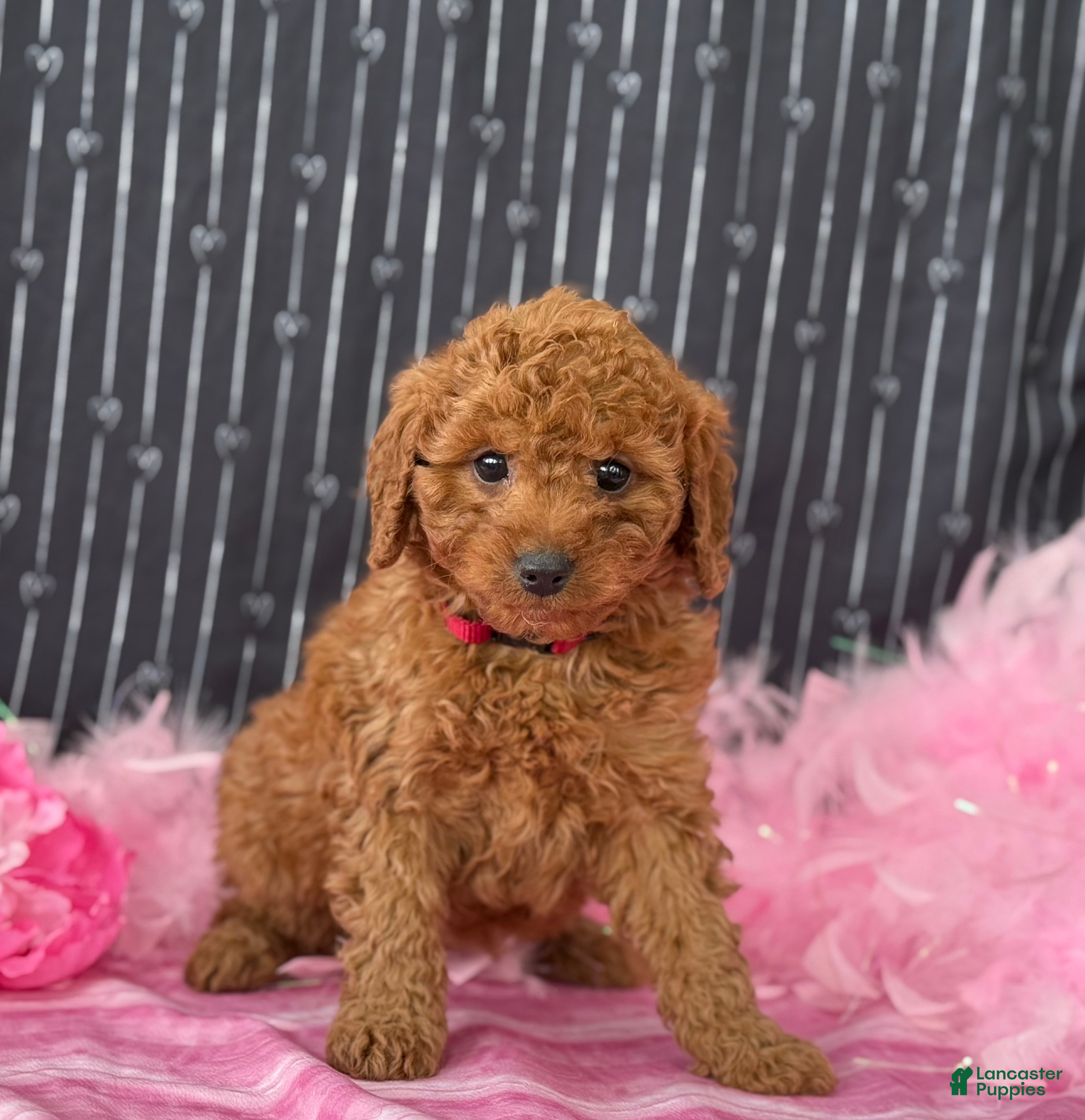 Cavapoo dogs Daisy - Ad 2