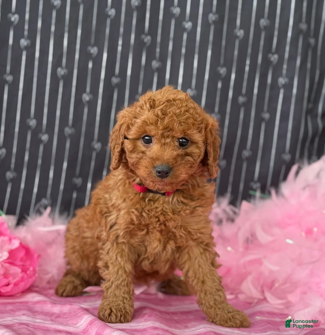 Cavapoo dogs for sale: Daisy - Ad 2
