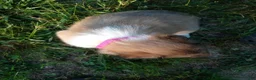 Collie dogs for sale: Skylar - Ad 6