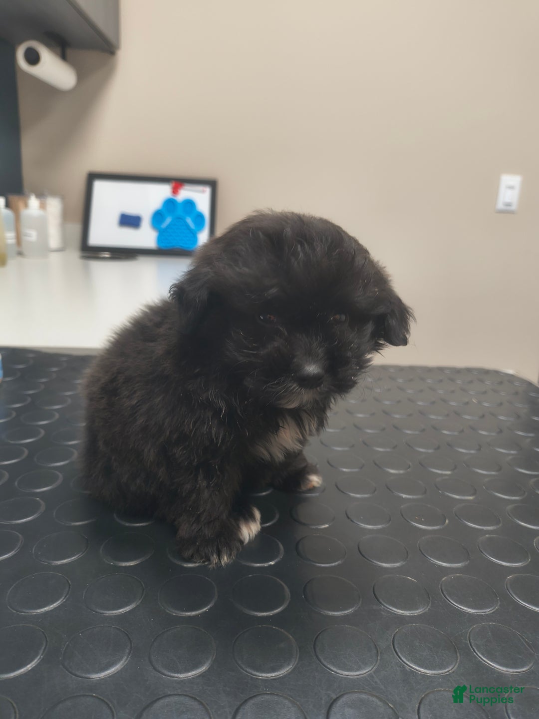 Pomapoo dogs for sale: Ellie - Ad 1