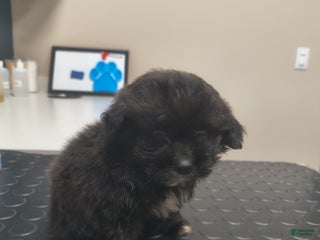 Pomapoo dogs Ellie - Ad 30