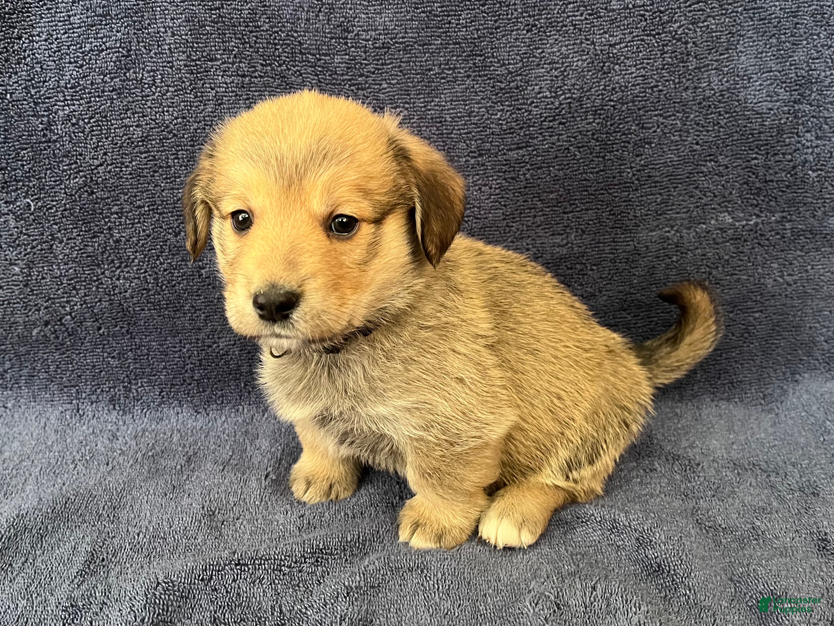 Mixed Breed dogs Roxanne (Roxy) - Ad 1