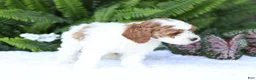 Mini Goldendoodle dogs for sale: Dolly - Ad 5